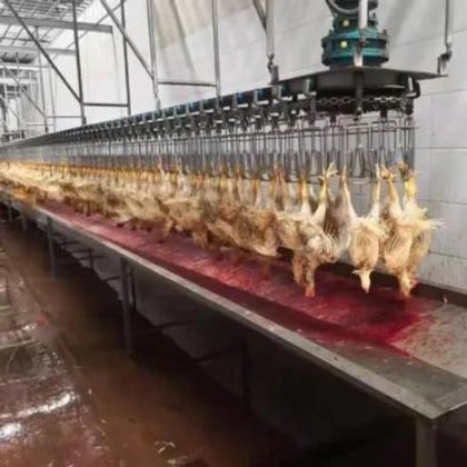 中国制造用于禽舍屠宰线的优质鸡毛拔毛机