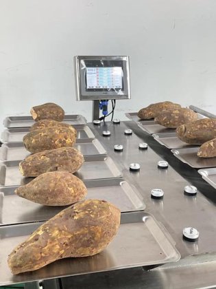 ポテトのための安価な 10 の頭部 12 の頭部