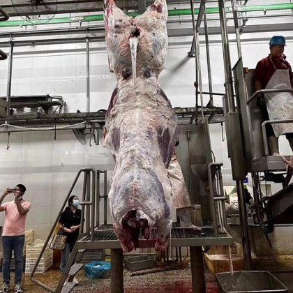 清真奶牛屠宰设备 穿衣线设备 屠宰机械 牛肉屠宰场设备 奶牛屠宰机