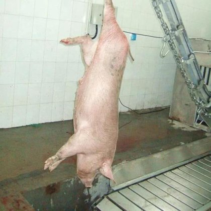 用于生猪屠宰设备的高效率生猪屠宰场升降机