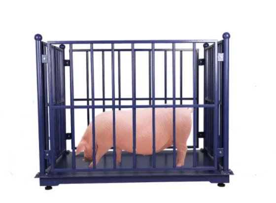 生きた豚の体重計 殺処理機器 食肉処理場設備