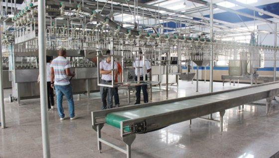 ハラール牛羊屠殺場 高生産性ベルトコンベヤー機械 牛肉 羊肉 豚肉屠殺ライン