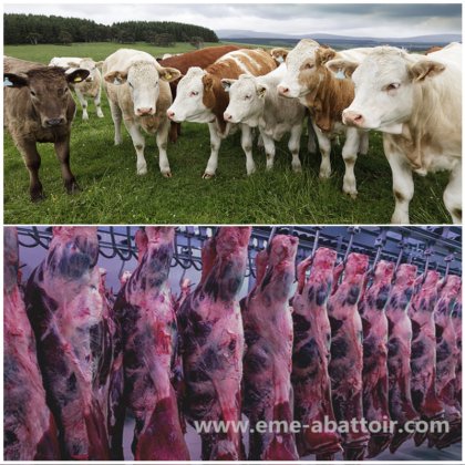 牛の屠殺設備 屠殺場 肉処理機械 死体分割バンドソー 牛分割ソー