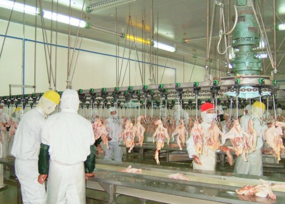 出厂价家禽放血自动输送轨道家禽设备养鸡场鸡屠宰场设备