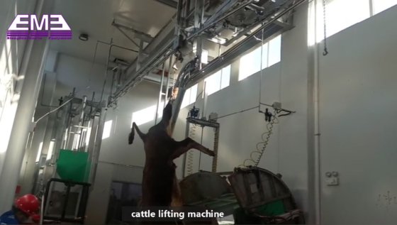 每天 10-15-20 头牛 清真屠宰场 加工屠宰场