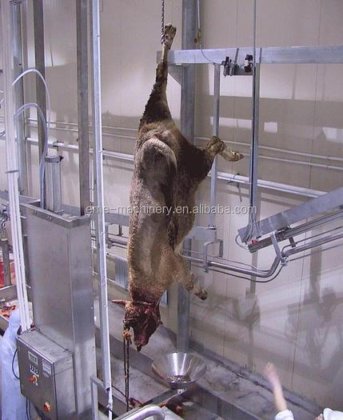 牛の屠殺場設備 自動電気刺激による牛のライン屠殺