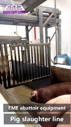 150-200 豚の日ごとの屠殺場機械と豚肉用の器具