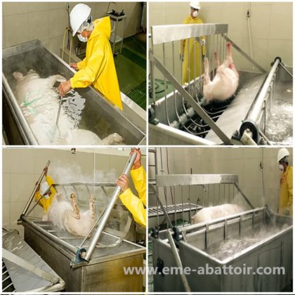 受欢迎的生猪脱毛设备 大屠宰场牲畜屠宰机械