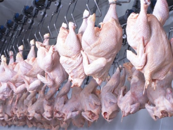 ウズラ 鶏 ハト 鳥の羽 羽毛取り機