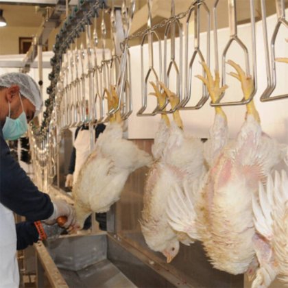 高品質の500-800鶏肉屠殺機 ハラール鶏肉屠殺設備