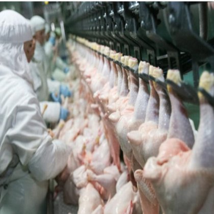 高品質の500-800鶏肉屠殺機 ハラール鶏肉屠殺設備