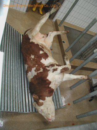 用于牛屠宰线的屠体收集格栅屠宰场设备