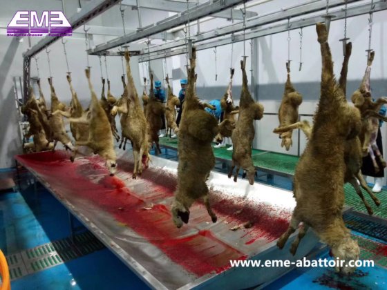 羊 牛 食肉処理場 機械 自動出血