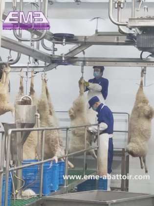 羊 牛 食肉処理場 機械 自動出血