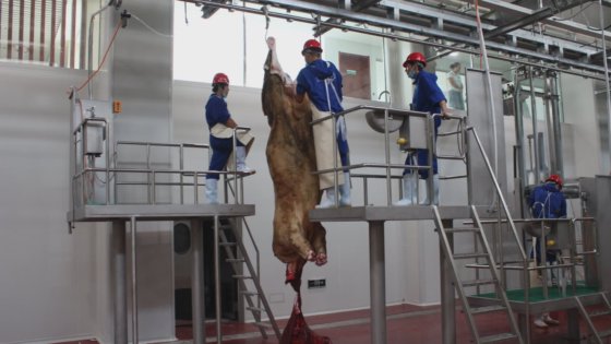 用于清真大中型屠宰场的屠宰加工流水线设备屠宰场牛/羊猪机械