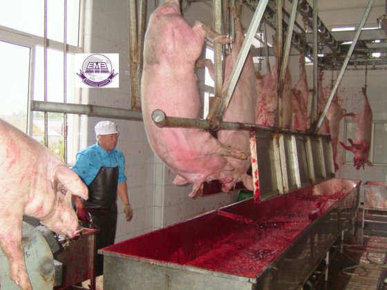 用于猪屠宰场设备的猪采血槽屠宰设备