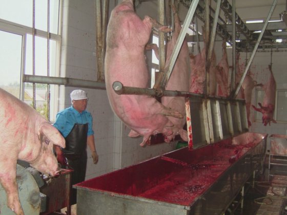 血液収集タンク 食肉処理機械 豚屠殺場設備