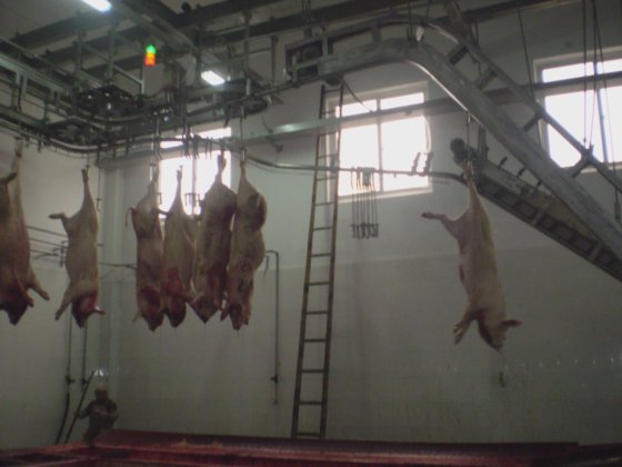 豚の出血傾斜リフティング機械屠殺設備アバトワールハラール殺戮ライン
