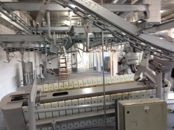 屠殺場機器 羊 山羊 子羊 ベルトコンベヤ装置