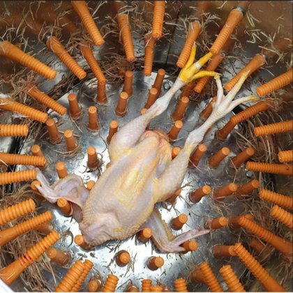 広く使用されている自動アヒルガチョウ細かい羽抜き鶏羽抜き機