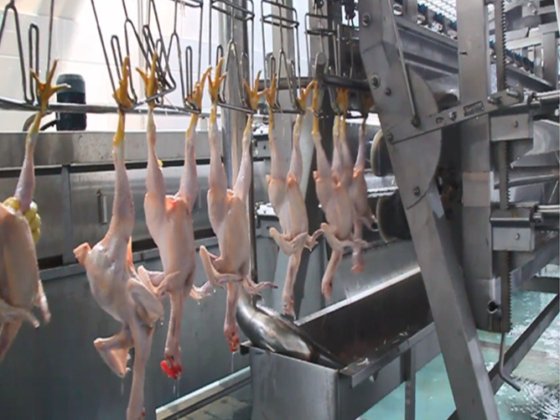 広く使用されている自動アヒルガチョウ細かい羽抜き鶏羽抜き機