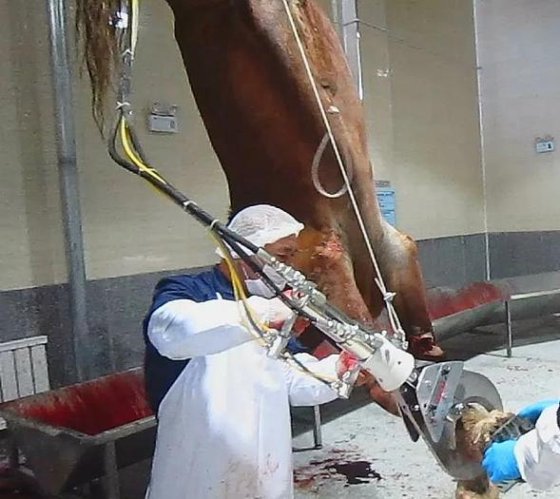 牛肉屠殺場機器 牛の角とひづめ用油圧シアー 牛屠殺場機械