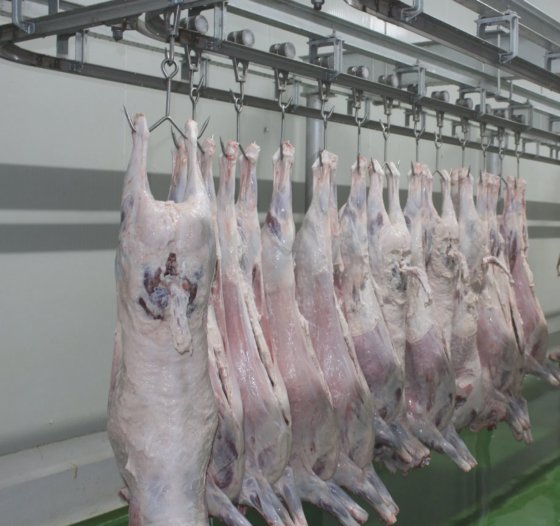 最高価格の羊とヤギの屠殺ライン機械、牛の屠殺場設備