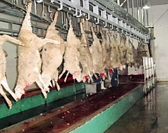 用于屠宰场屠宰设备的绵羊胴体加工康利山羊屠宰机