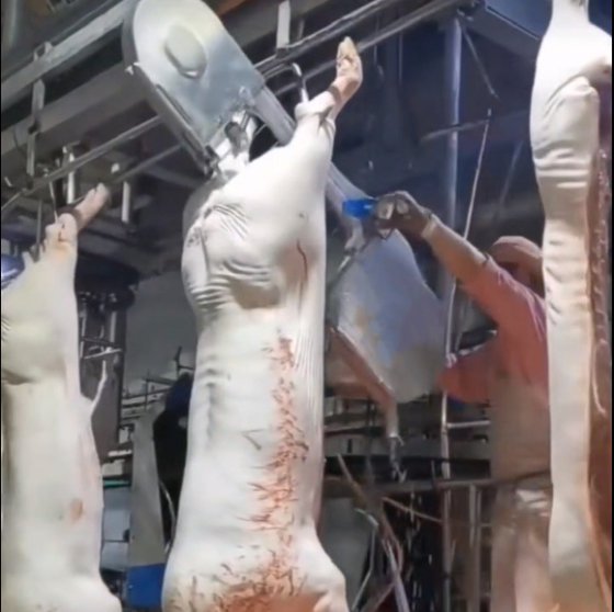 豚の屠殺全ライン設計肉処理機械販売