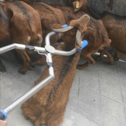 家畜屠殺場機械 羊食肉処理設備 肉加工用ヤギ屠殺機