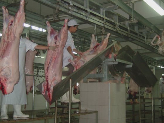 豚肉処理機械 carcass 横分割鋸 食肉処理設備