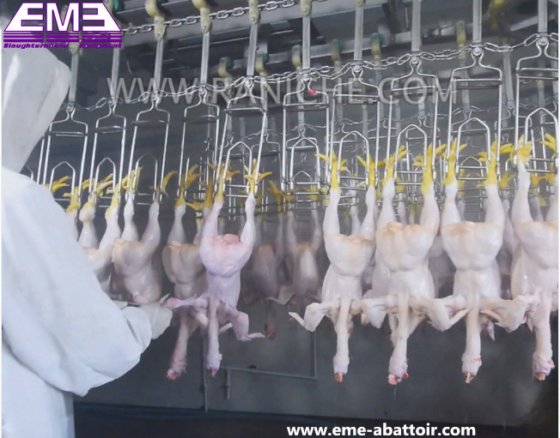 スラウターハウス用の最高価格の鶏、アヒル、ガチョウの屠殺設備、肉加工用