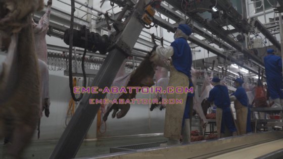 专业供应商用于屠宰场机器的绵羊/山羊拉皮机屠宰设备