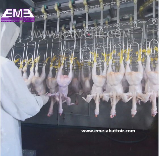 安価な機械のハラール屠殺設備 鶏とアヒルの屠殺場用