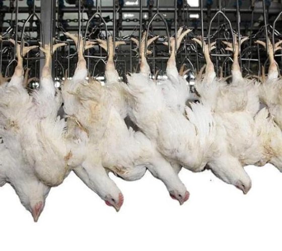 200-500 鶏肉 時間あたり 食肉処理設備 鶏の屠殺ライン