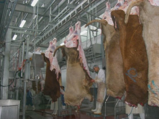 牛の屠殺ボックス ハラール儀式 牛の屠殺場 プロセスライン 食肉処理設備