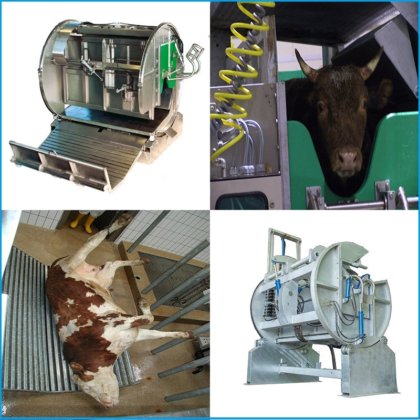 牛の屠殺場肉処理機械 自動牛屠殺ライン設備 牛肉処理場