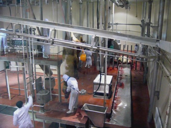 牛猪屠宰场设备 胴体带状分割锯 牛屠宰机 肉类加工用牛屠宰场