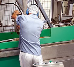 屠殺機 生きた牛 スタンニングボックス 食肉処理場用設備