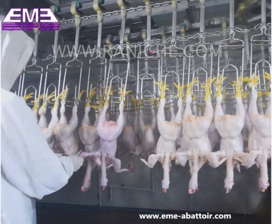 鸡鸭鹅胴体清洗装置 用于清洗家禽胴体的屠宰设备