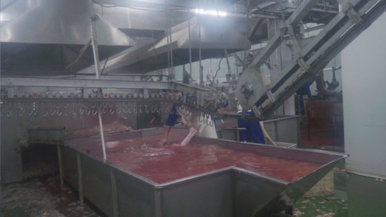 猪胴体蒸汽烫毛槽 屠宰场屠宰设备