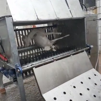 全套屠宰线供应商绵羊山羊脱毛装置脱毛机屠宰场设备