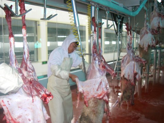 屠宰场胴体自动清洗装置 用于屠宰场的绵羊屠宰设备