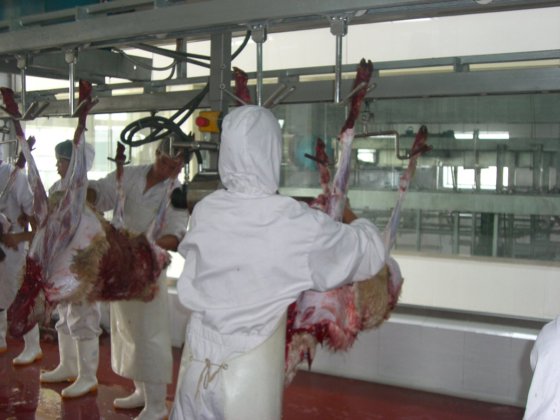 屠宰场胴体自动清洗装置 用于屠宰场的绵羊屠宰设备