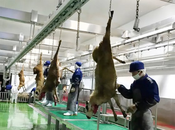 プロフェッショナル製造羊屠殺機 ステンレス鋼製の豚屠殺用空気圧プラットフォーム