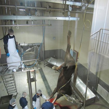采购屠宰场设备、肉牛血液采集箱