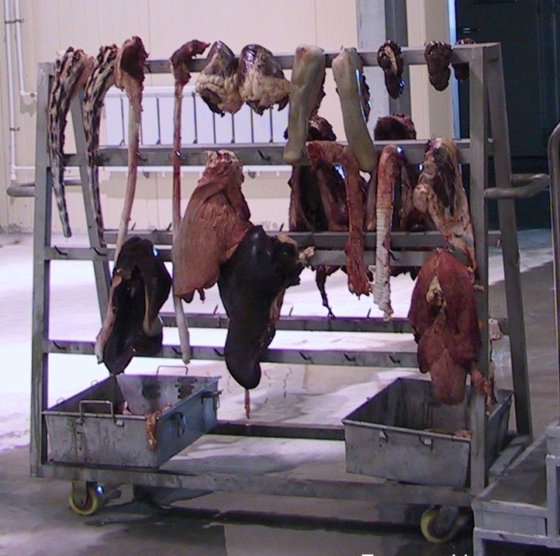 屠殺場用赤い内臓移動トロリー 牛屠殺設備