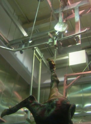 設備の主要支援および吊り材料 牛肉処理設備