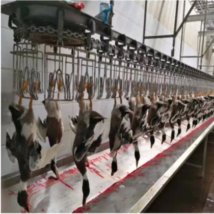 Halal Poultry Automatic Chicken Plucking