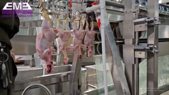 移动式家禽屠宰场设备 用于农业的鸡屠宰机械